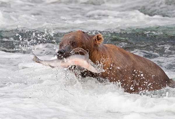 Su, Keren 아티스트의 Brown Bear catching salmon at Brooks Falls-Katmai National Park-Alaska-USA작품입니다.